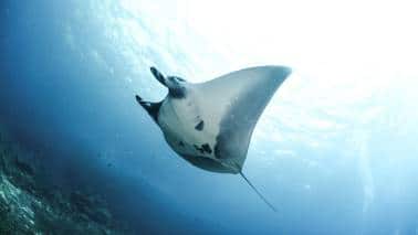 Manta rays are large, graceful marine creatures found worldwide in warm waters. (Image: Canva)