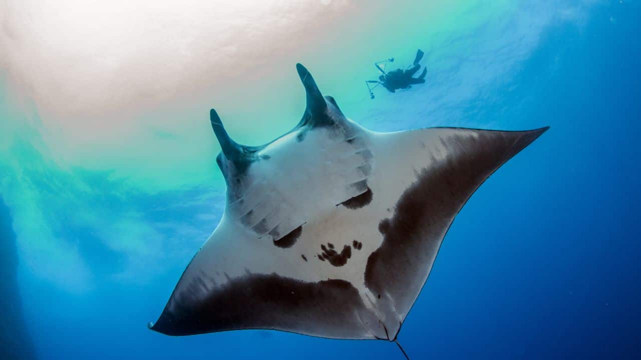 Scuba divers and snorkelers can sometimes witness these spectacular displays. (Image: Canva)