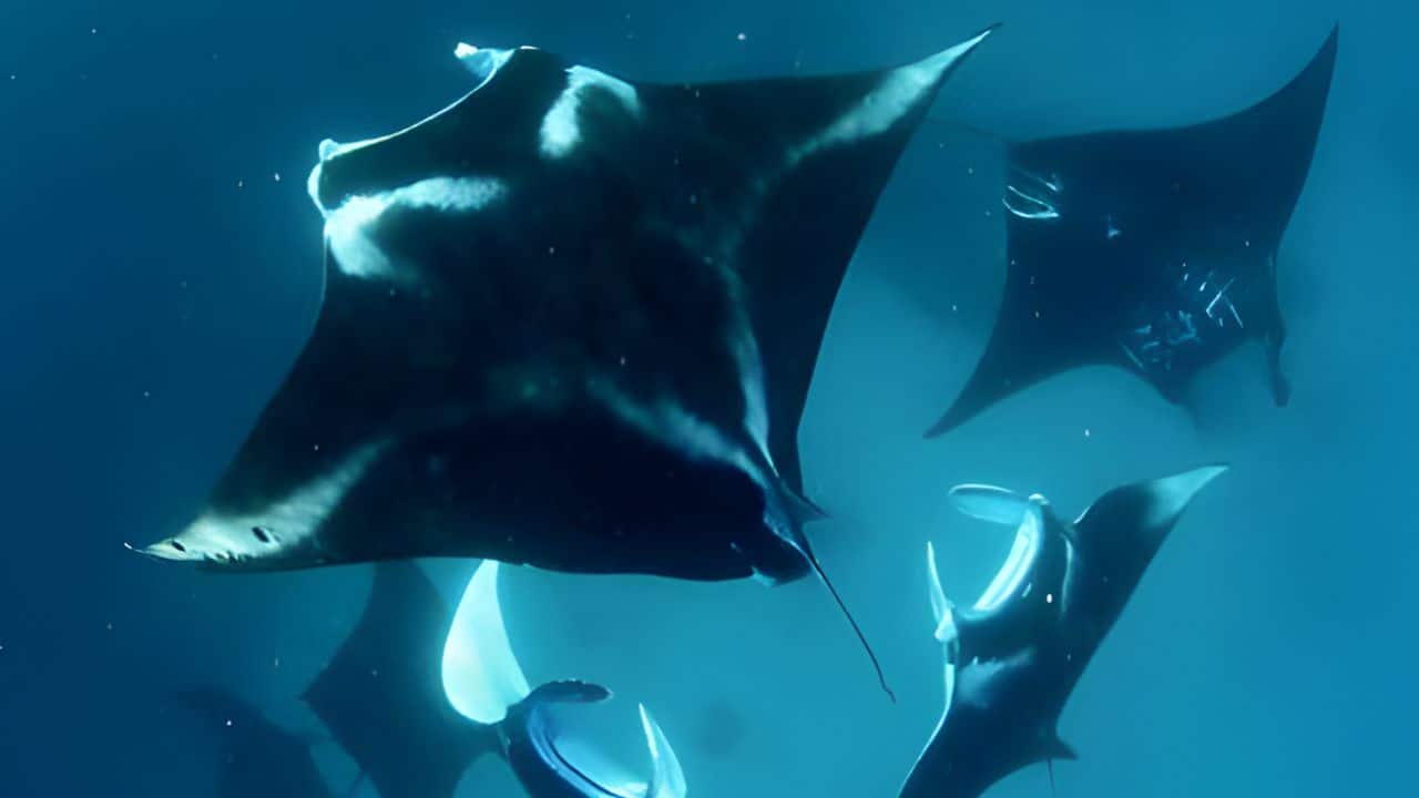 The mating ritual begins with a female swimming ahead of males. (Image: Canva)