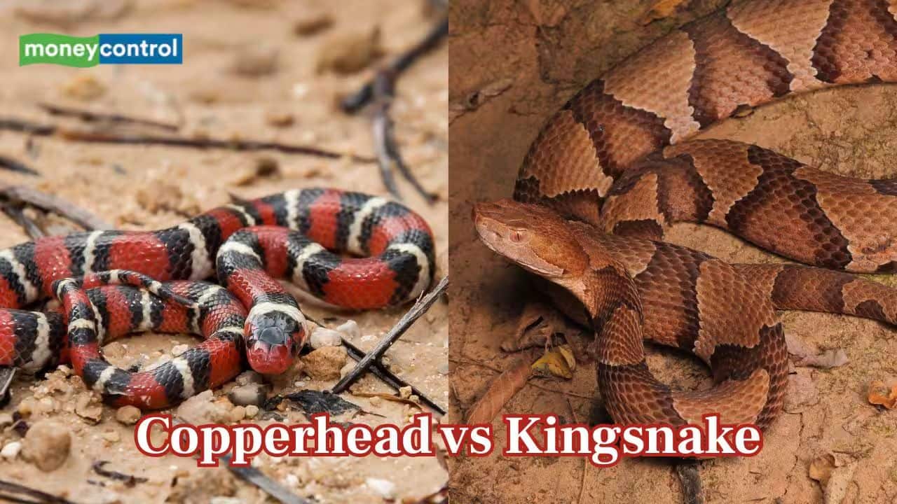 Copperhead vs Kingsnake: Which apex snake wins the showdown?