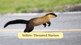 Meet the Yellow-Throated Marten: Asia’s Fearless Forest Predator