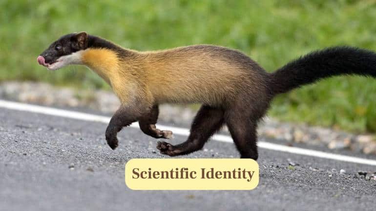 2. Scientific Identity: Scientifically called Martes flavigula, this marten belongs to the mustelid family, alongside otters, weasels and ferrets. (Image: Canva)