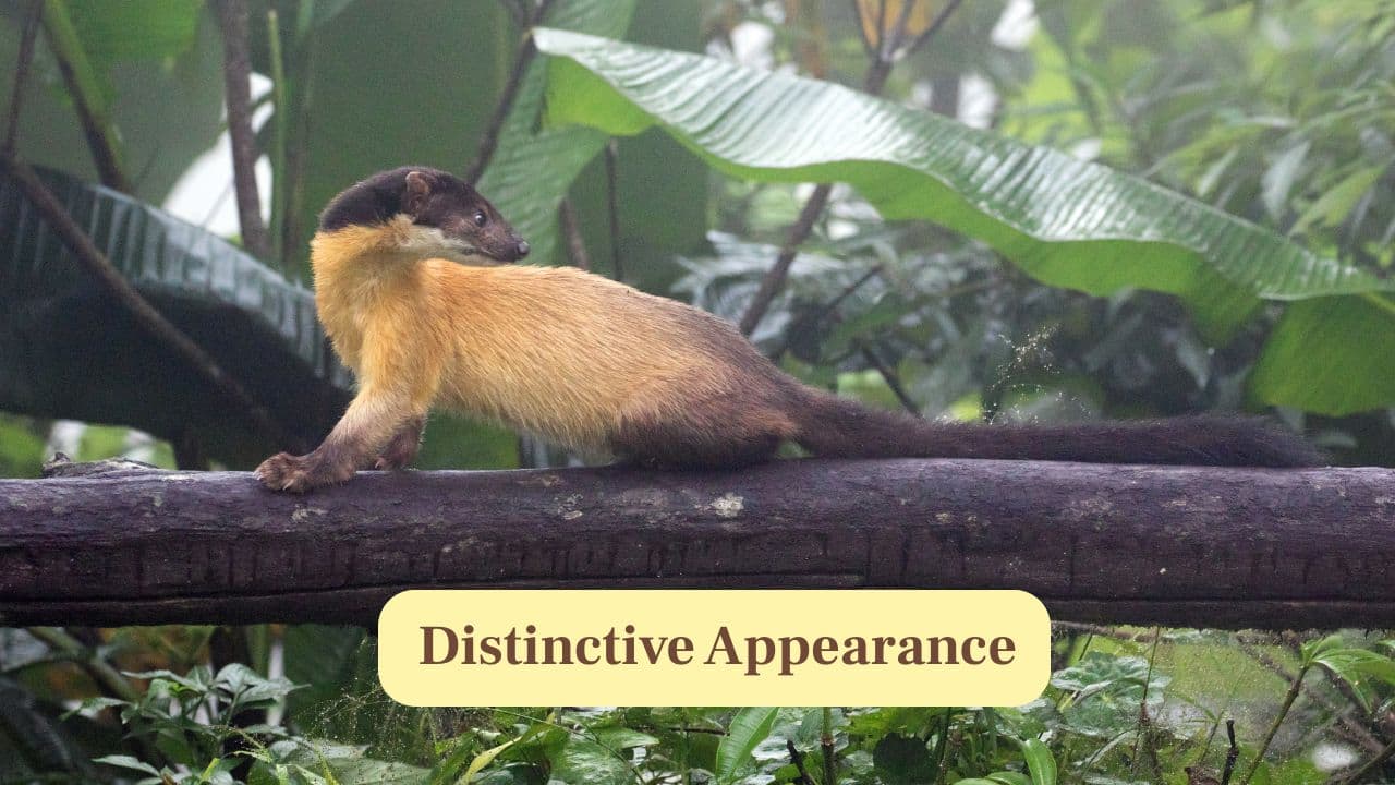 3. Distinctive Appearance: Its yellow throat patch, dark limbs and long bushy tail make it one of Asia’s most recognisable mammals. (Image: Canva)