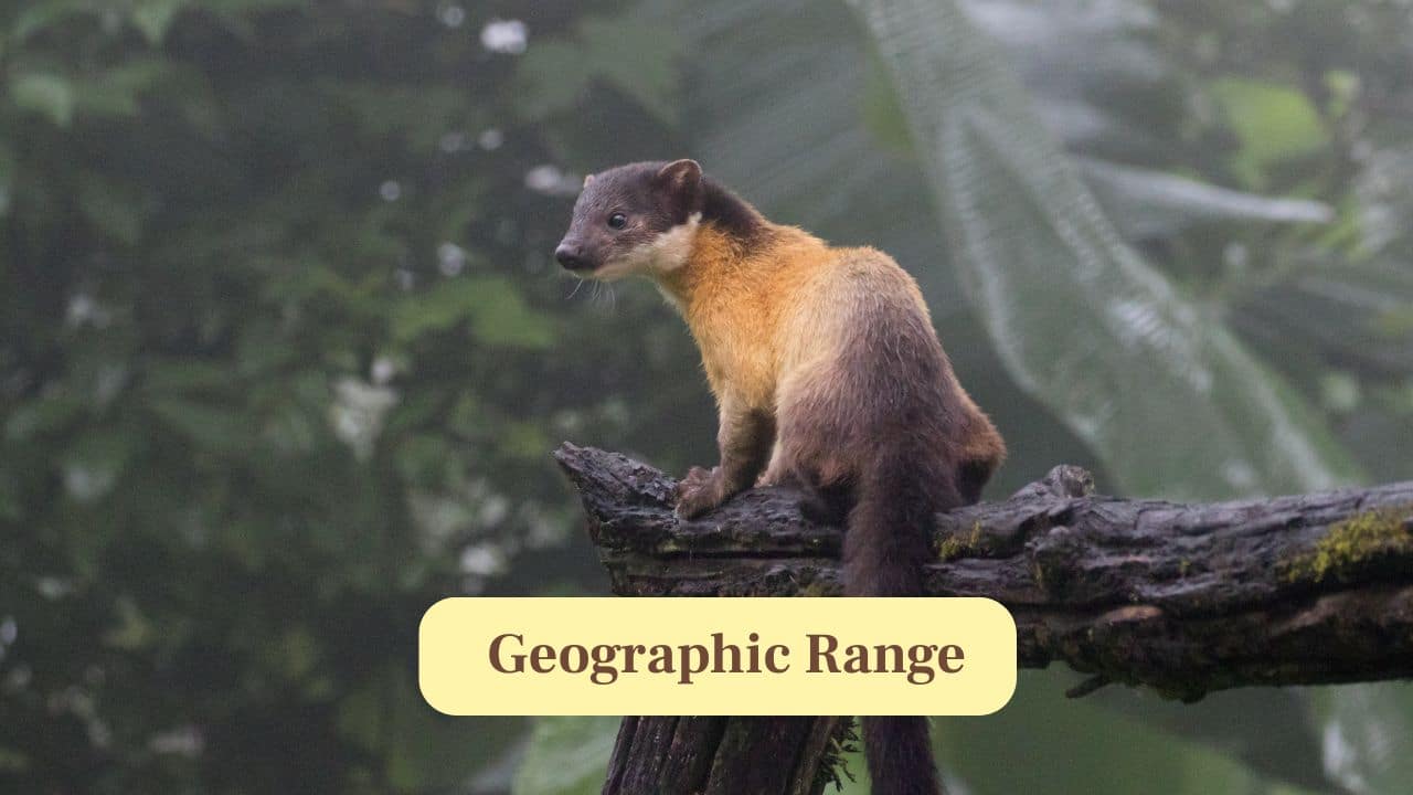 4. Geographic Range: Yellow-throated martens inhabit forests across South Asia, Southeast Asia, China and parts of the Russian Far East. (Image: Canva)