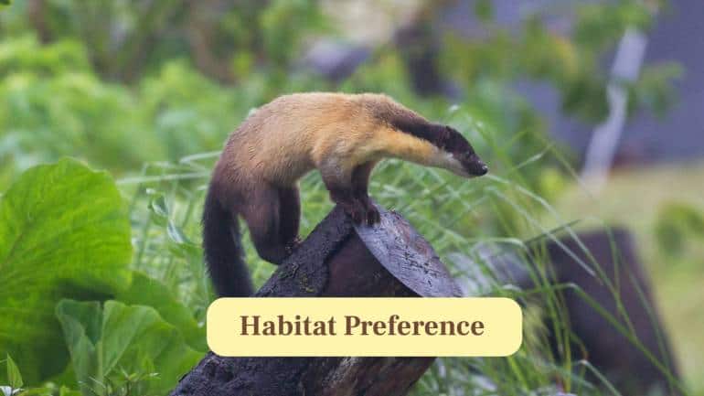 5. Habitat Preference: They thrive in diverse habitats, including tropical forests, temperate woodlands, mountainous regions and even human-modified landscapes. (Image: Canva)