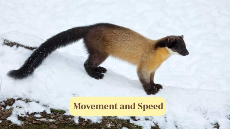 8. Movement and Speed: Powerful limbs and flexible bodies allow martens to run, leap, climb trees and chase prey efficiently. (Image: Canva)