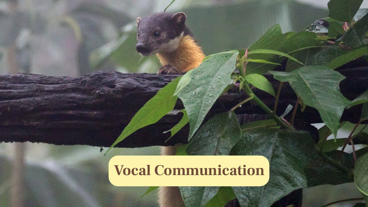 9. Vocal Communication: Yellow-throated martens use whistles, growls and screams to communicate during hunting and territorial encounters. (Image: Canva)
