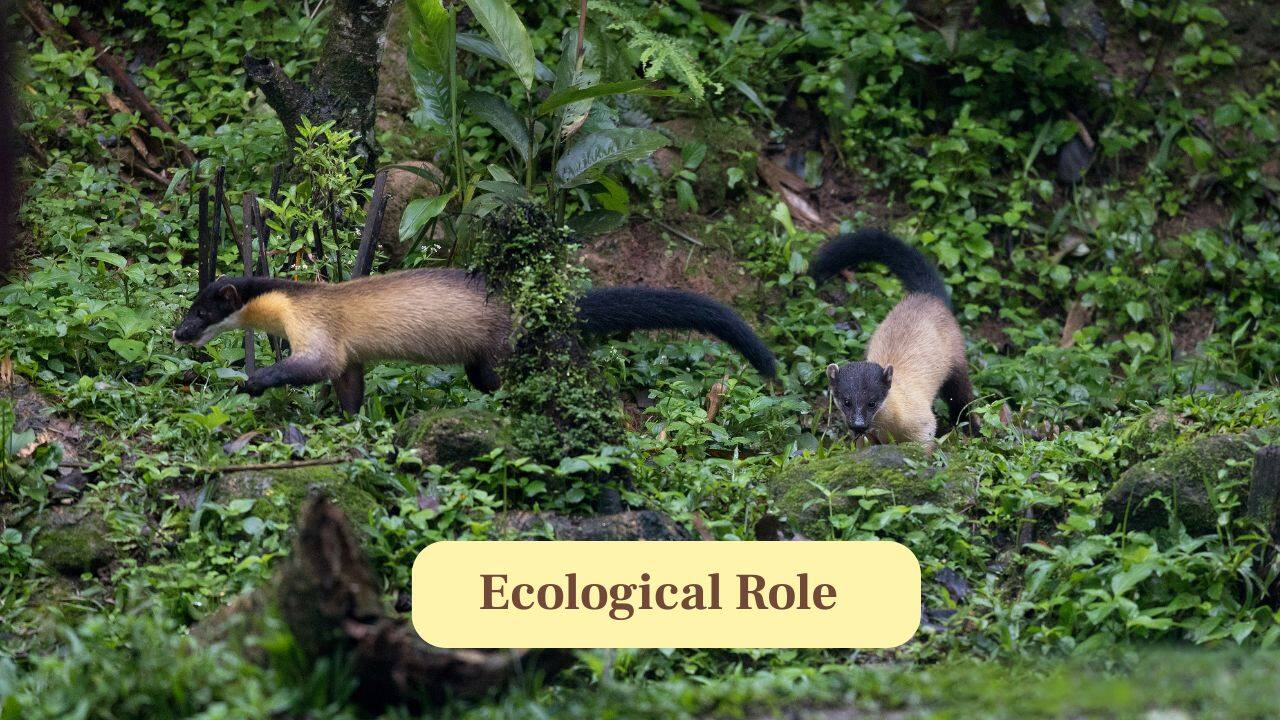 10. Ecological Role: As mid-level predators, they regulate prey populations and maintain ecological balance within forest ecosystems. (Image: Canva)