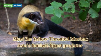 The yellow-throated marten is a fearless Asian forest carnivore (Image: Canva)