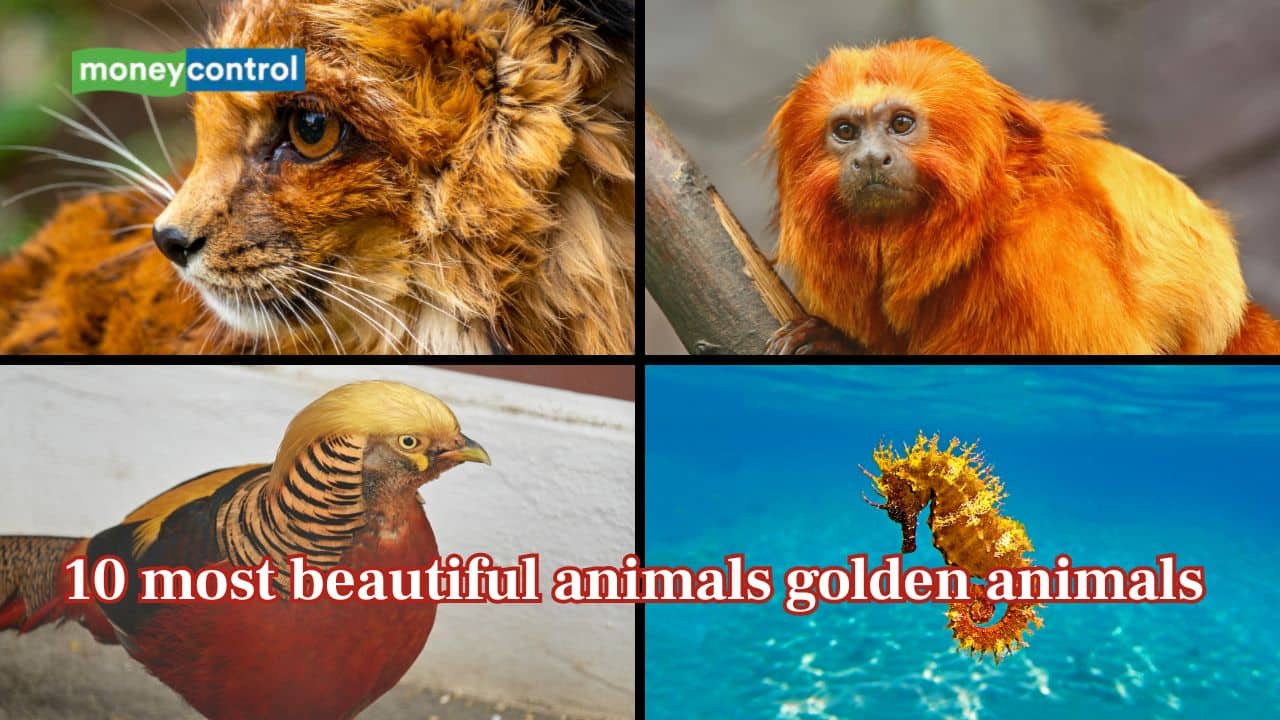 Nature’s Gold: 10 most beautiful golden animals that shine like precious metal