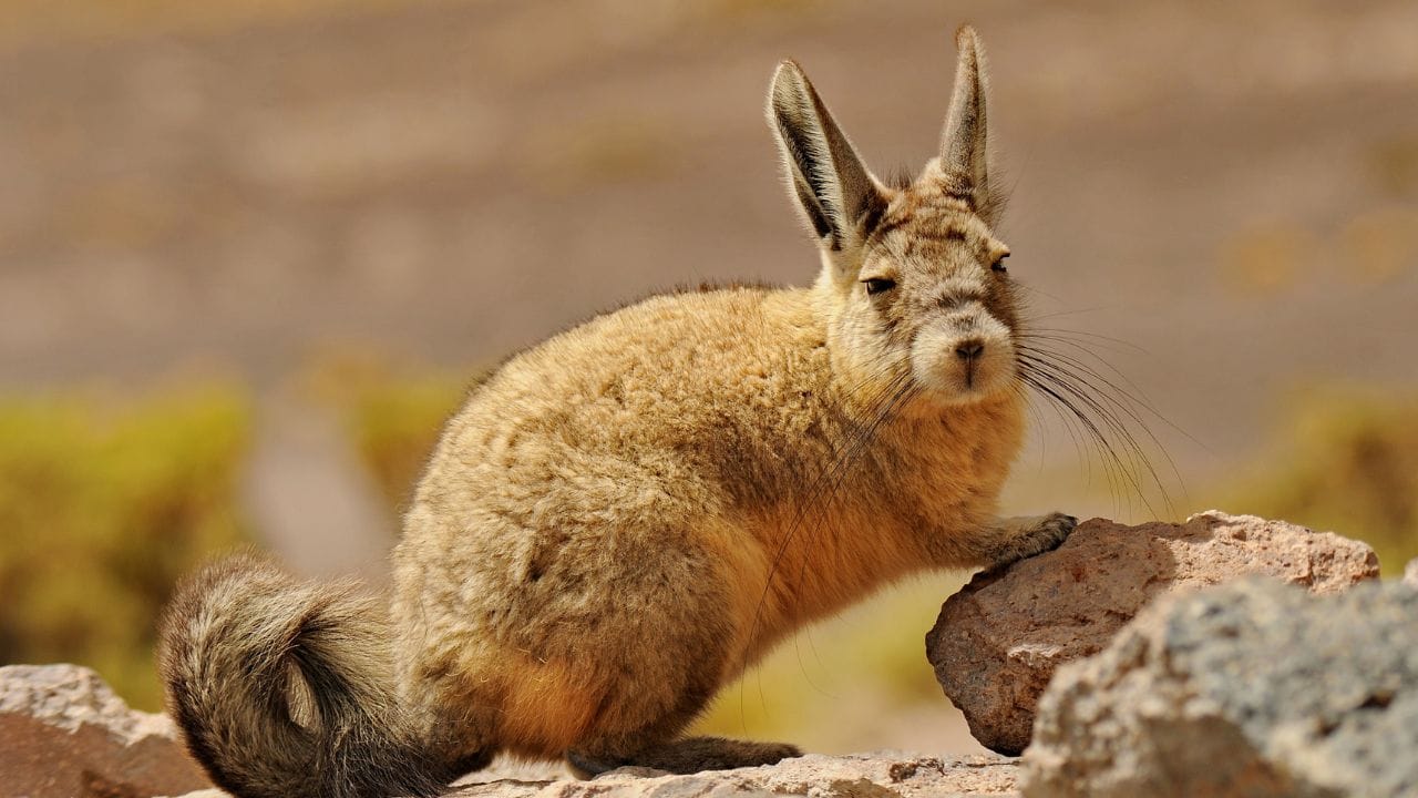 Southern viscachas thrive at 2,500 to 5,000 metres above sea level. (Image: Canva)