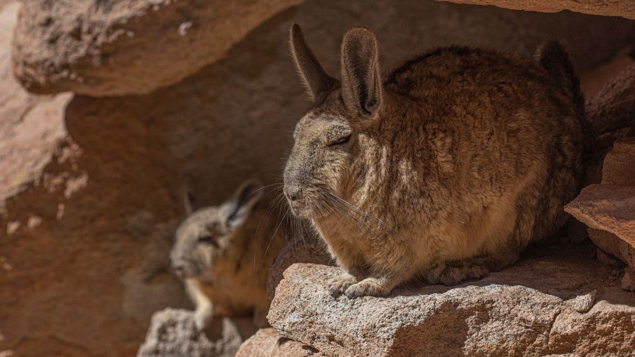 Every feature of the viscacha tells a story of adaptation (Image: Canva)