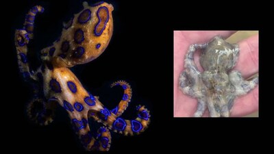 What happens when you hold the Blue-Ringed Octopus? A man holds the world’s most venomous animal