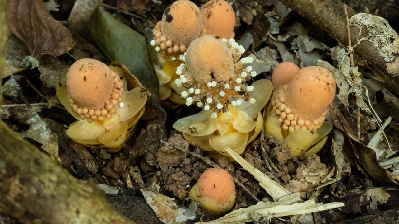 Balanophora fungosa on Ishigaki Island in southern Okinawa Prefecture, close to Taiwan. (Image: Petra Svetlikova)