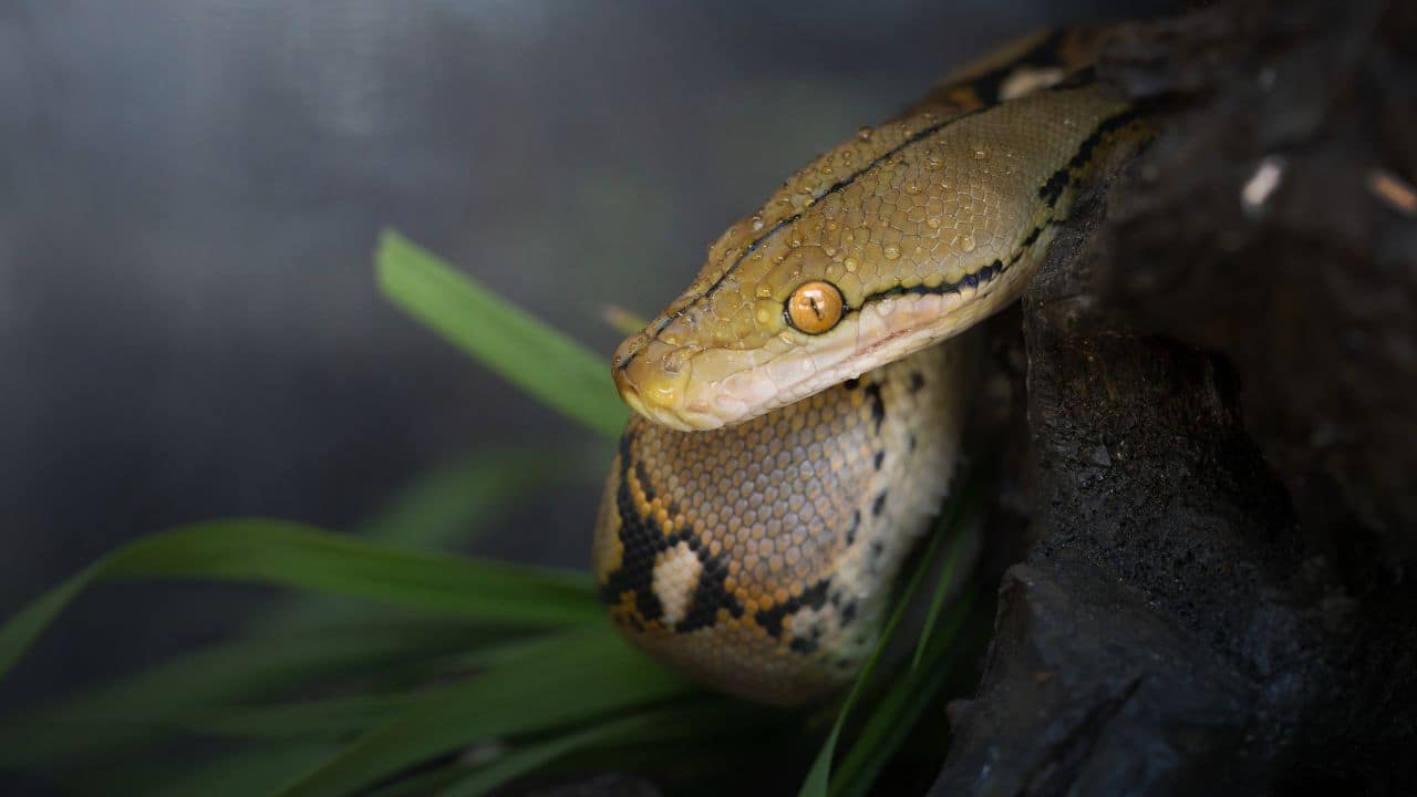 When snakes team up: Cuban boas show unusual cooperative hunting