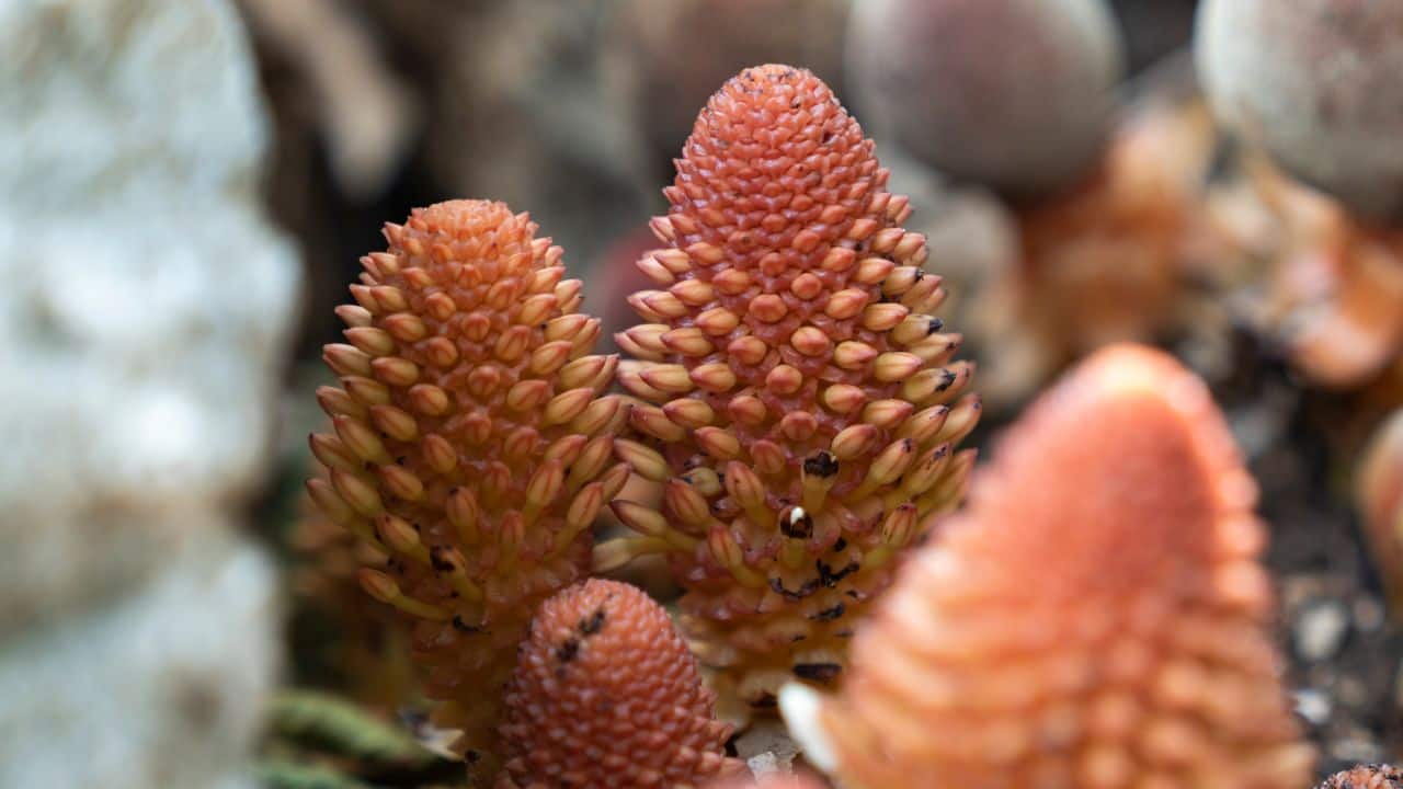 Balanophora depends on very few host trees. (Image: Canva)