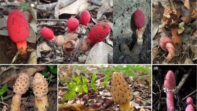 Balanophora plants (a) B. japonica (left and center: Kyushu, Japan; right: Taiwan), (b) B. mutinoides (Taiwan), (c) B. tobiracola (from left: Okinawa, Japan; Taiwan), (d) B. subcupularis (Kyushu, Japan) (Image: Svetlikova et al., 2025)