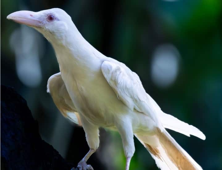 One-in-100,000 Event: Albino Crow appears in Philippines, extremely ...