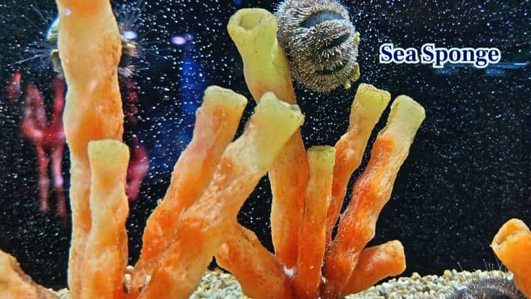 7. Sea Sponges: Sea Sponges look like rocks or marine vegetation. Their porous bodies filter water, yet they were once misidentified as simple plants. (Image: Canva) 7. Sea Sponges: Sea Sponges look like rocks or marine vegetation. Their porous bodies filter water, yet they were once misidentified as simple plants. (Image: Canva)
