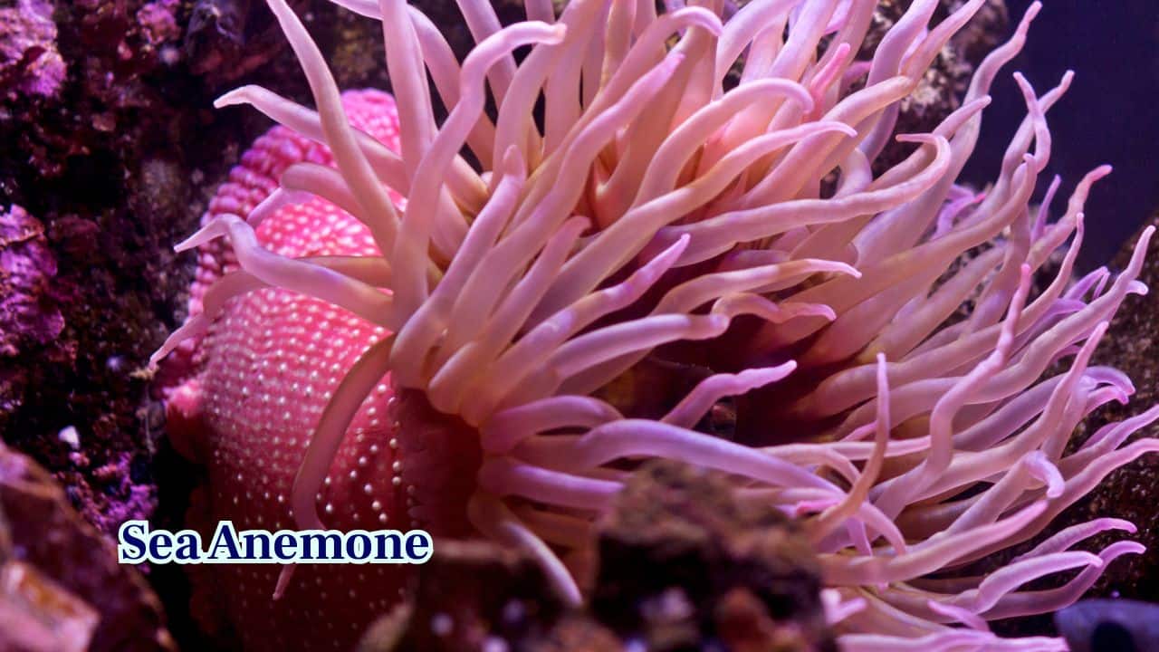 8. Sea Anemone: Sea Anemones attach to rocks like stationary plants. Their tentacles resemble flowers waving in the current, tricking early naturalists. (Image: Canva) 8. Sea Anemone: Sea Anemones attach to rocks like stationary plants. Their tentacles resemble flowers waving in the current, tricking early naturalists. (Image: Canva)