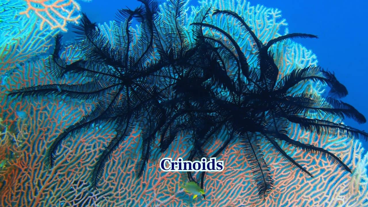 10. Crinoids: Crinoids resemble underwater flowers or plants. Their feathery arms sway in currents, filtering plankton while tricking scientists with their floral appearance. (Image: Canva) 10. Crinoids: Crinoids resemble underwater flowers or plants. Their feathery arms sway in currents, filtering plankton while tricking scientists with their floral appearance. (Image: Canva)
