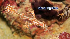 Scientists mistook these 10 marine animals for plants
