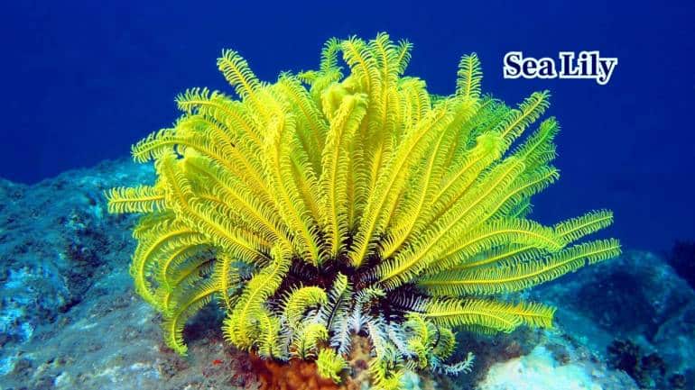2. Sea Lily: Sea Lilies are echinoderms, not plants. Their feathery arms filter plankton, waving gracefully like flowers anchored to the ocean floor. (Image: Canva) 2. Sea Lily: Sea Lilies are echinoderms, not plants. Their feathery arms filter plankton, waving gracefully like flowers anchored to the ocean floor. (Image: Canva)