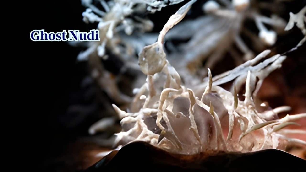 3. Ghost Nudi: Ghost Nudibranchs are tiny, translucent sea slugs. Their plant-like appearance confuses predators while camouflaging among algae and soft corals. (Image: Canva) 3. Ghost Nudi: Ghost Nudibranchs are tiny, translucent sea slugs. Their plant-like appearance confuses predators while camouflaging among algae and soft corals. (Image: Canva)