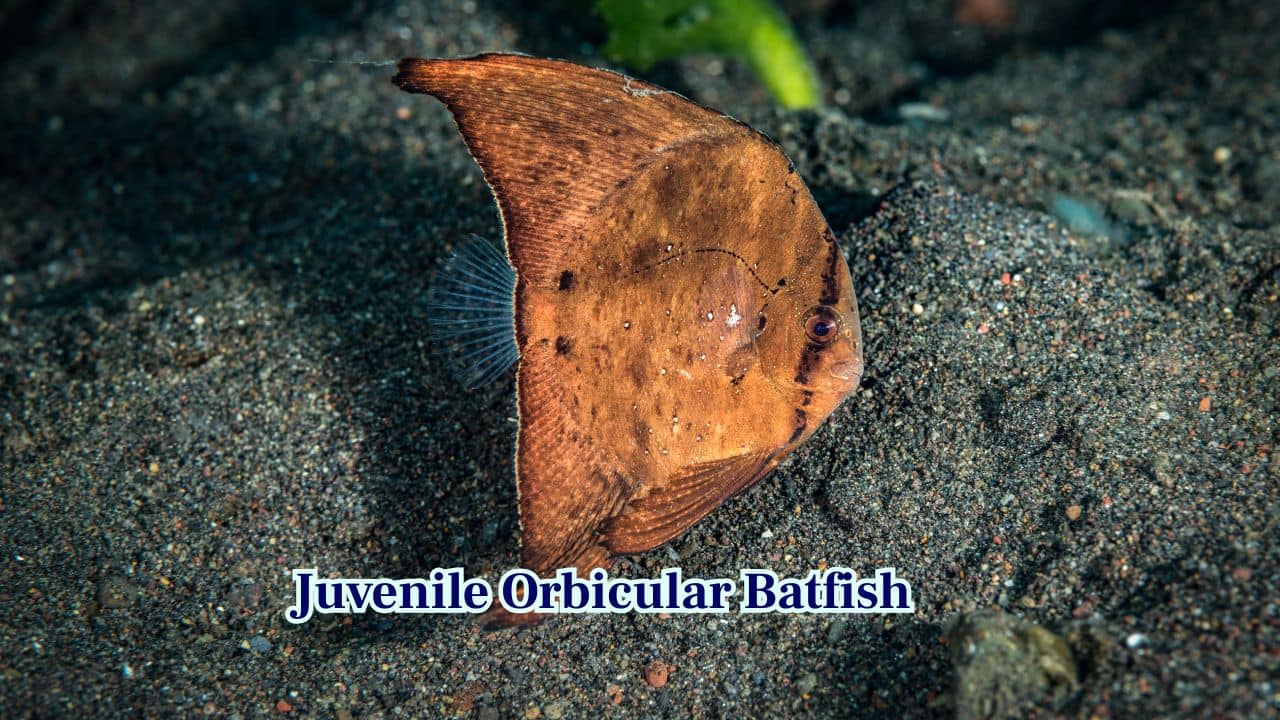 4. Juvenile Orbicular Batfish: Juvenile orbicular batfish appear as drifting leaves in the water. Their flattened bodies and slow motion mimic floating plant debris. (Image: Canva) 4. Juvenile Orbicular Batfish: Juvenile orbicular batfish appear as drifting leaves in the water. Their flattened bodies and slow motion mimic floating plant debris. (Image: Canva)