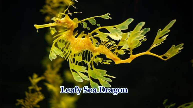5. Leafy Sea Dragon: Leafy Sea Dragons have leaf-like appendages. They float among kelp, blending perfectly, making early scientists mistake them for marine plants. (Image: Canva) 5. Leafy Sea Dragon: Leafy Sea Dragons have leaf-like appendages. They float among kelp, blending perfectly, making early scientists mistake them for marine plants. (Image: Canva)