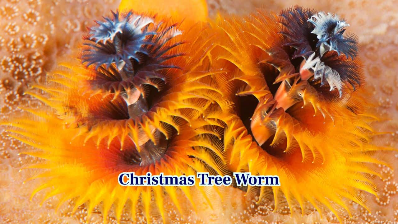 6. Christmas Tree Worm: Christmas Tree Worms resemble tiny, colourful underwater trees. They extend feathery spirals from coral, filtering water while camouflaging as plant structures. (Image: Canva) 6. Christmas Tree Worm: Christmas Tree Worms resemble tiny, colourful underwater trees. They extend feathery spirals from coral, filtering water while camouflaging as plant structures. (Image: Canva)