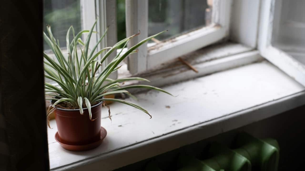 (Image: Pexels)