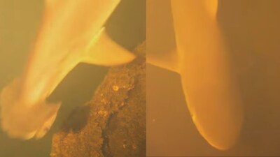 Scientists Stunned as Sharks Appear Inside a Highly Active Submarine Volcano (Image: 
National Geographic/Youtube)