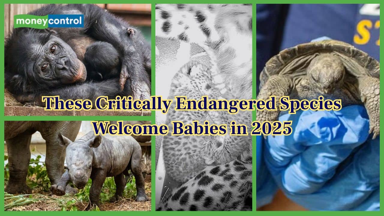2025’s Rarest Animal Births: These critically endangered species welcome their new babies