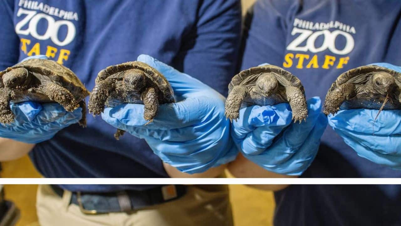 The hatching of four critically endangered Galapagos tortoises were shared by Philadelphia Zoo. (Image: Philadelphia Zoo)