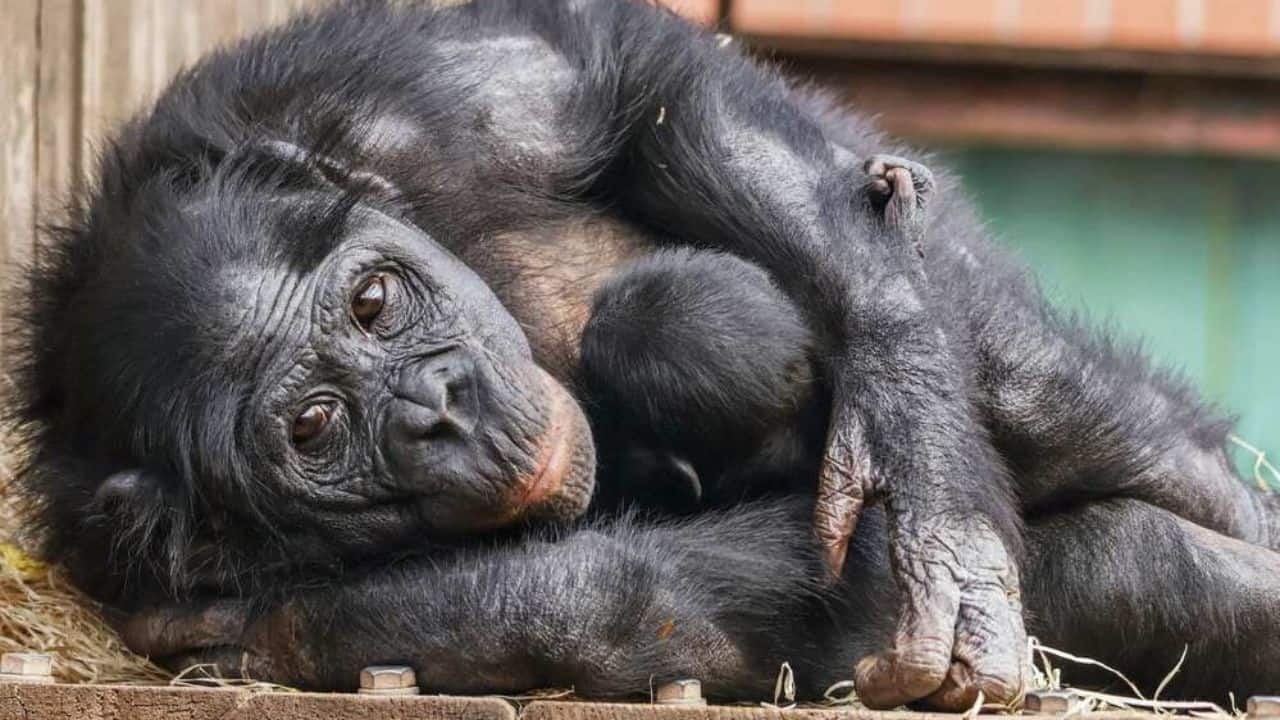 UK’s Only Bonobo Baby born at Twycross Zoo (Image: Adam Kay/Twycross Zoo)