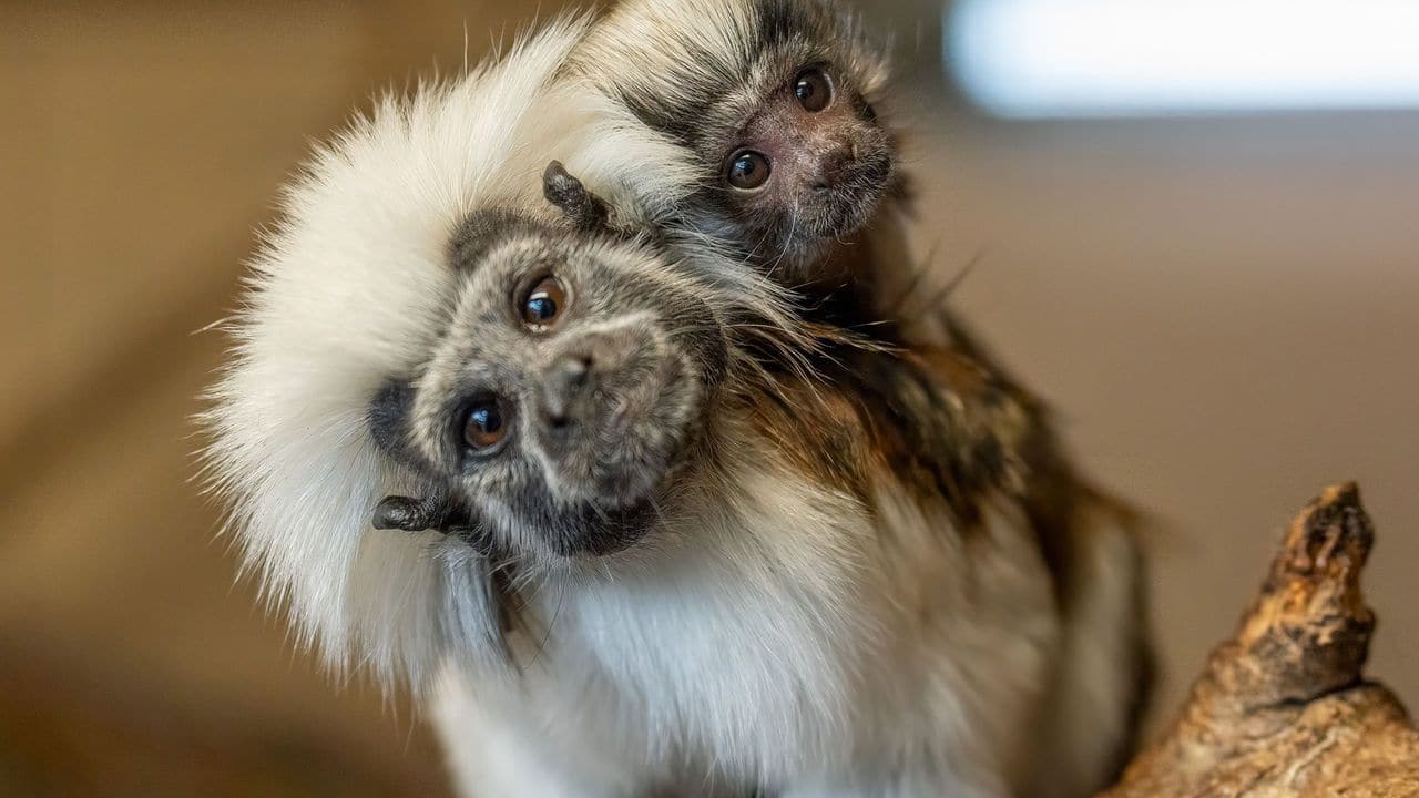 A cotton-top tamarin baby was born at Lake Superior Zoo. (Image: Lake Superior Zoo)