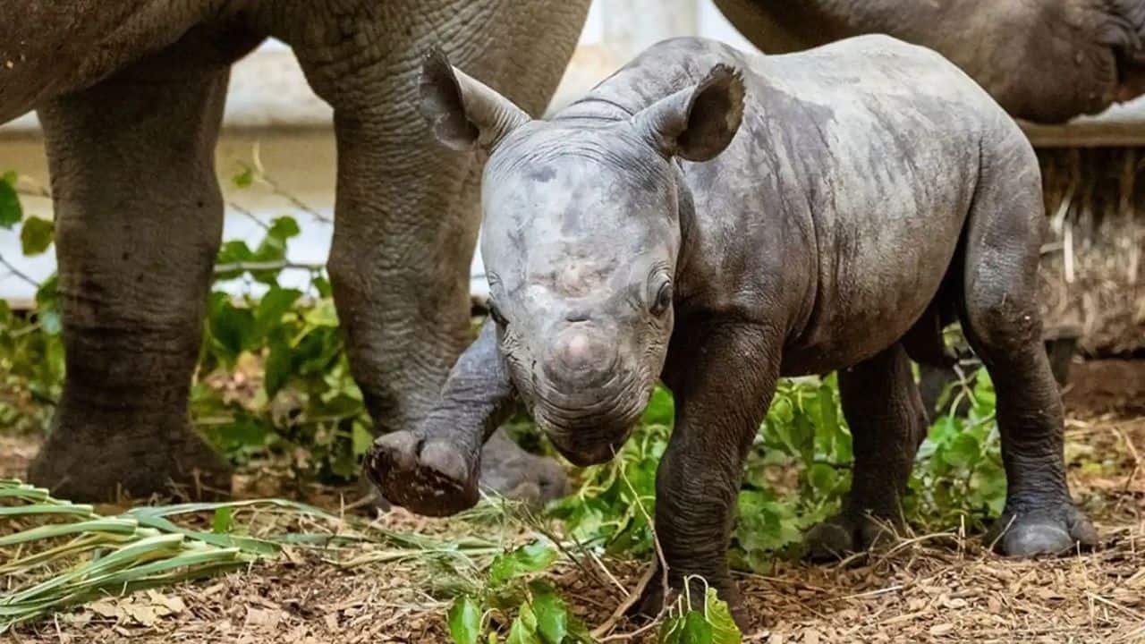Critically endangered eastern black rhino male calf born in Ohio. (Image: Cleveland Metroparks Zoo)