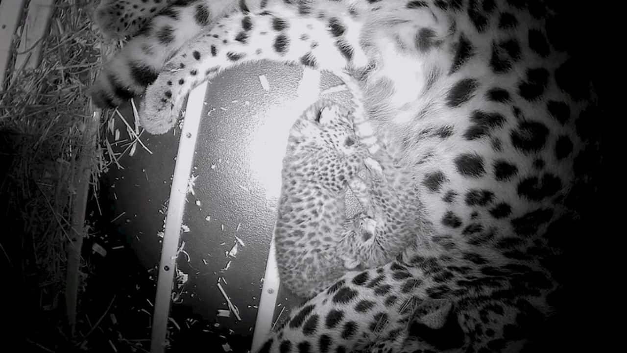 Amur leopard cubs with mom Mina at Brookfield Zoo Chicago. (Image: Brookfield Zoo/Chicago)