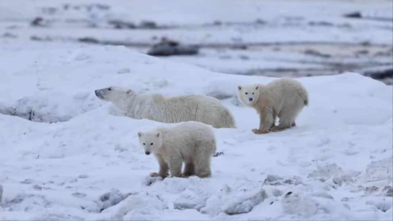 Watch: Female polar bear adopts cub, showing remarkable maternal care