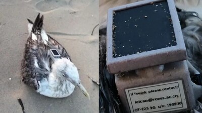 कर्नाटक में नौसेना बेस के पास चीनी GPS ट्रैकर वाला सीगल मिला, जासूसी की आशंका.