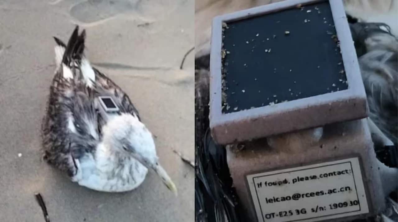 GPS tagged seagull found near Karwar naval base: Is China testing ‘spy bird’ tactics in India?