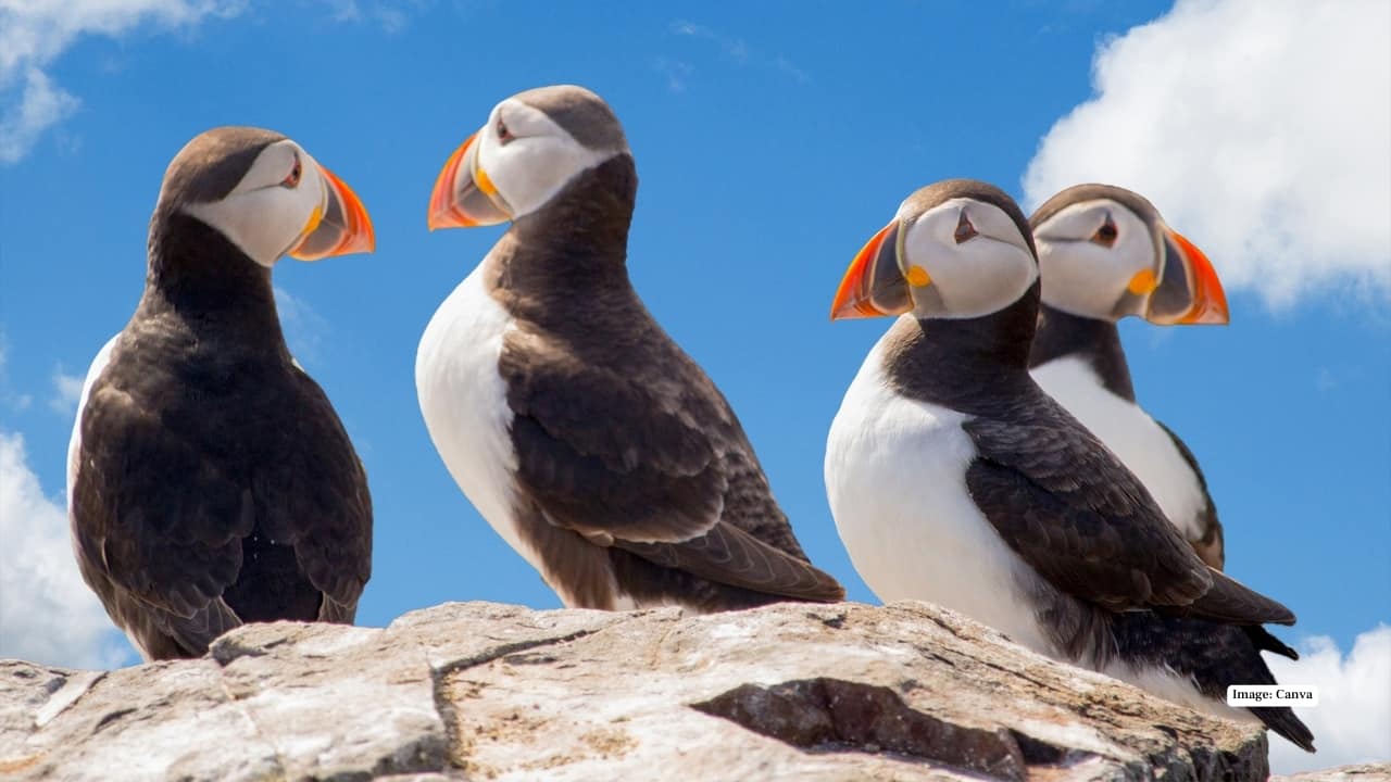 Puffins birds in Iceland
