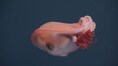 Rare 13-foot seven-arm octopus spotted again after decades; watch video here