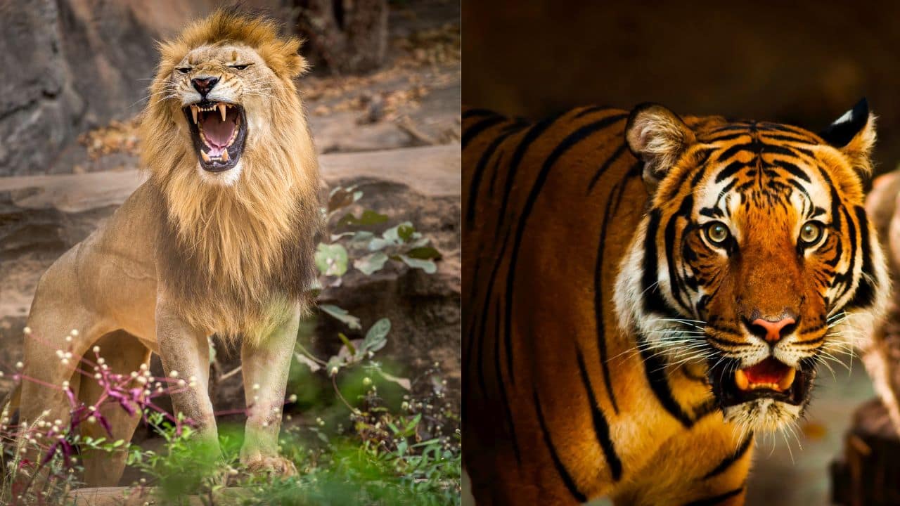 Lion vs Tiger: Power, danger and which big cat wins the ultimate showdown?