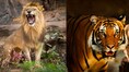 Lion vs Tiger: Power, danger and which big cat wins the ultimate showdown?