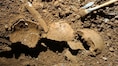 3,700-year-old bones in Italy reveal earliest known father–daughter incest case