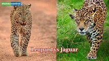 Leopard vs Jaguar: Similar spots, power and what really separates these big cats