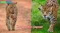 Leopard vs Jaguar: Similar spots, power and what really separates these big cats