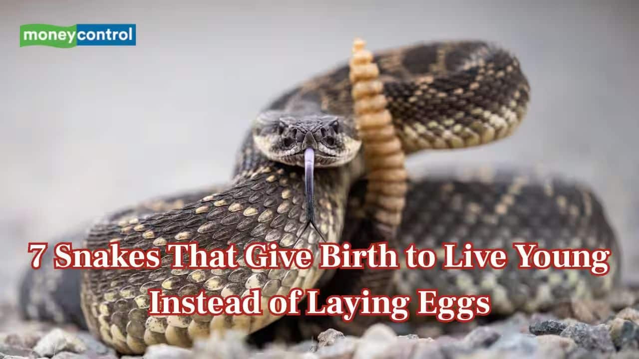 From Rattlesnakes to sea snakes: 7 snakes that give birth to live young instead of laying eggs and how they survive
